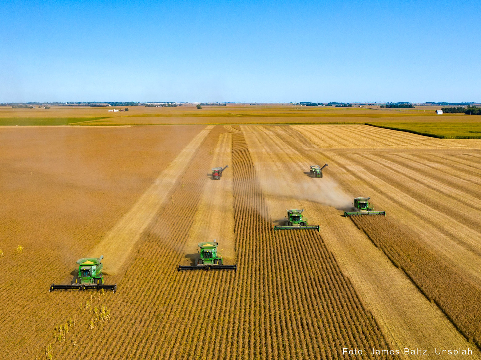 quatro colheitadeiras fazendo colheita do milho com tanques graneleiros atras